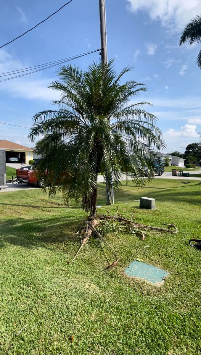 Tree Service for BH Lawn and Landscape in Fort Myers, FL