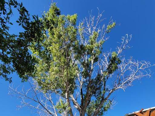 Tree Trimming for Sloan Tree Service in Aurora, CO