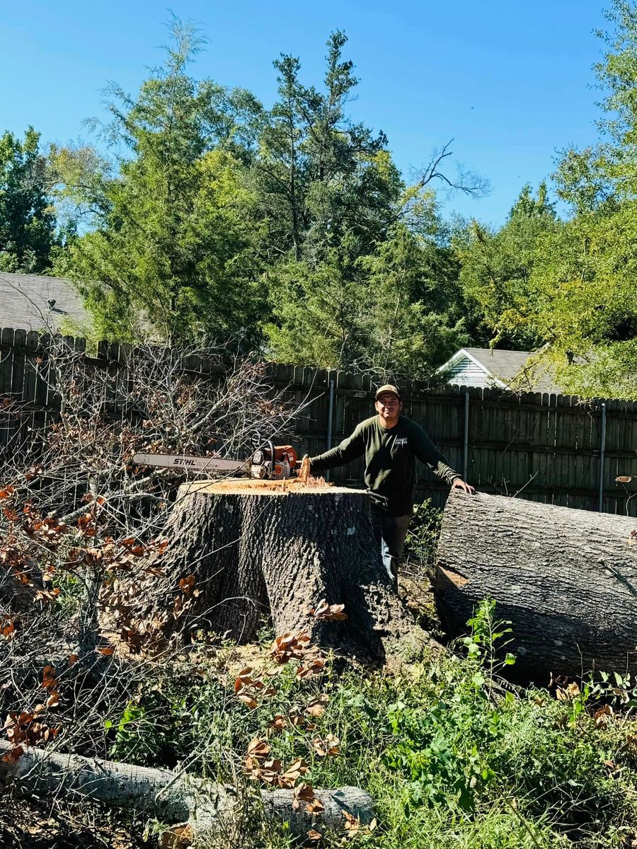 Stump Removal for Sanchez Odd Jobs in Carthage, TX