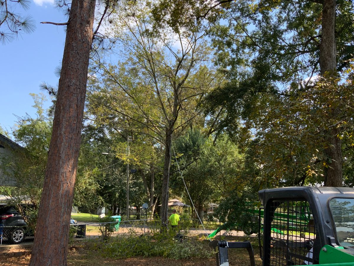 Tree Services for Broadway & McMullen Construction in Hattiesburg, MS