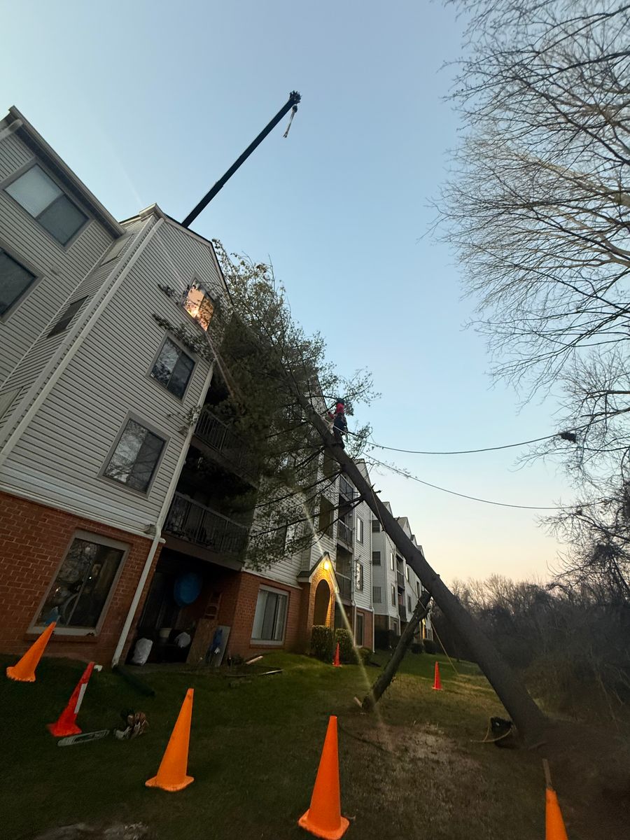 Tree Removal for Branch Out Tree Care LLC in Fredericksburg, VA