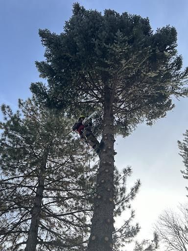Tree Trimming for Stump Removal and Daughters in Aurora, CO