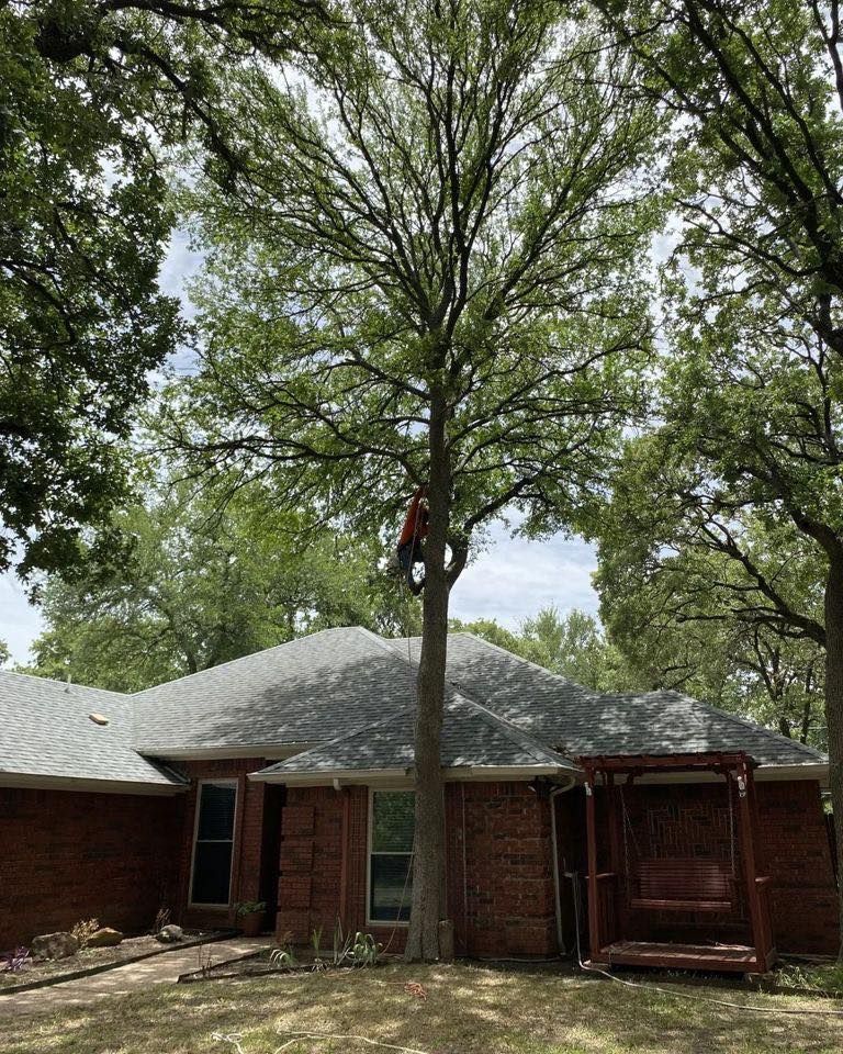 Tree Trimming for Muniz Tree Service in North Richland Hills, TX