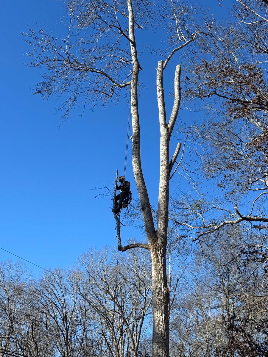 Tree Removal for SEALY TREE and LAWN in Cleveland, TN