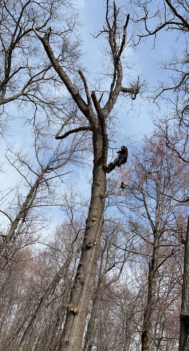 Tree Removal for Branch Out Tree Care LLC in Fredericksburg, VA