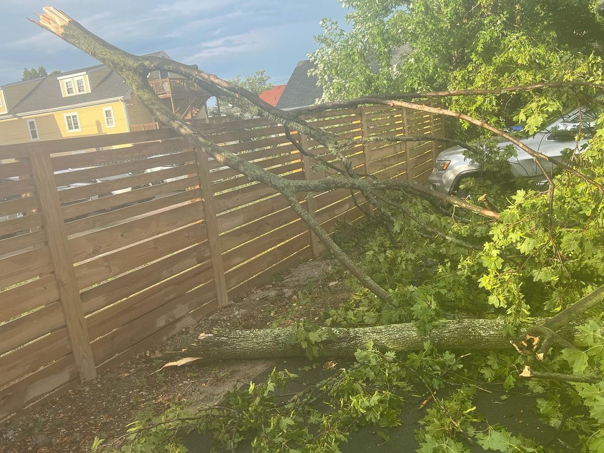 Shrub Trimming for Zammito Landscape Construction in Dorchester, MA