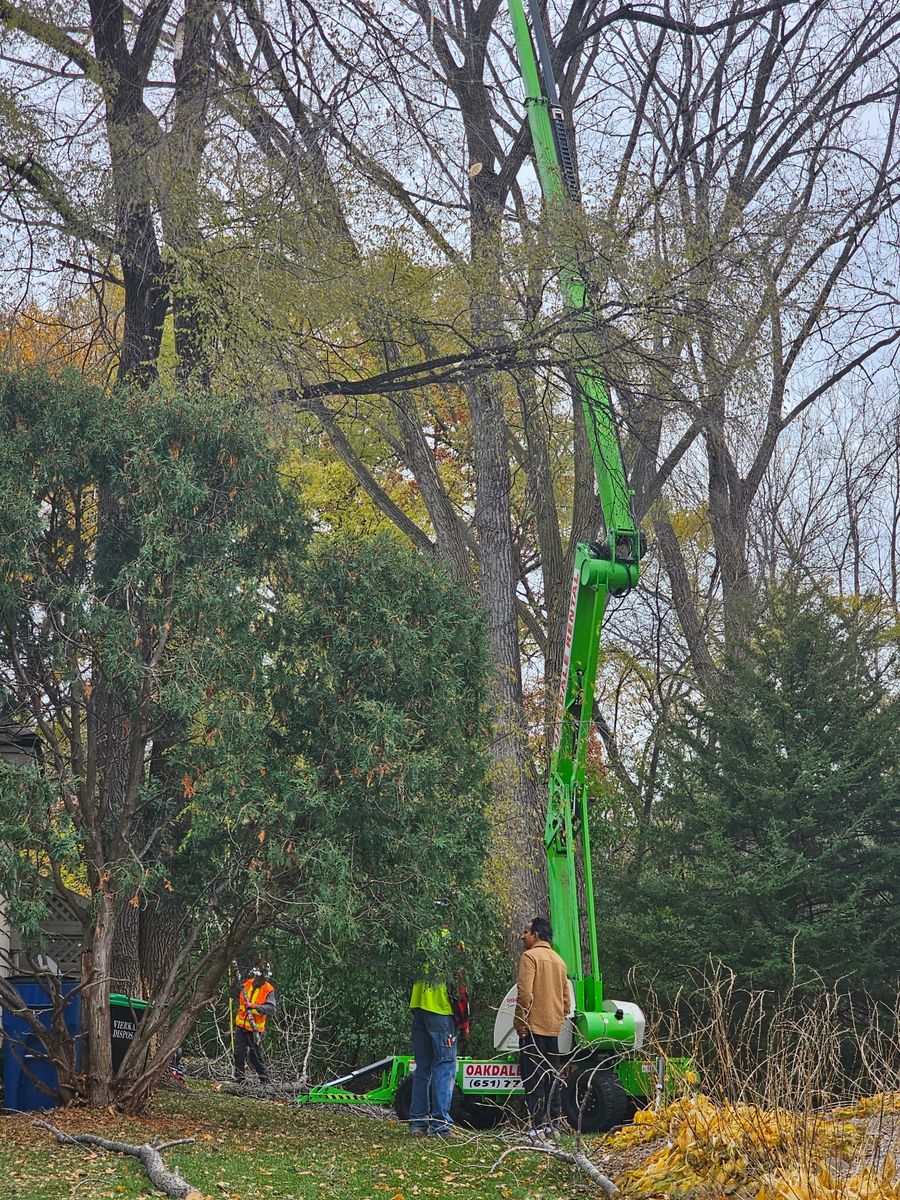 Commercial Tree Removal Service for Minnesota Seasonal in Corcoran, MN