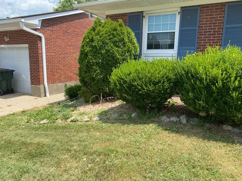 Shrub Trimming for Alexander Fencing And Tree Service  in Louisville, Kentucky