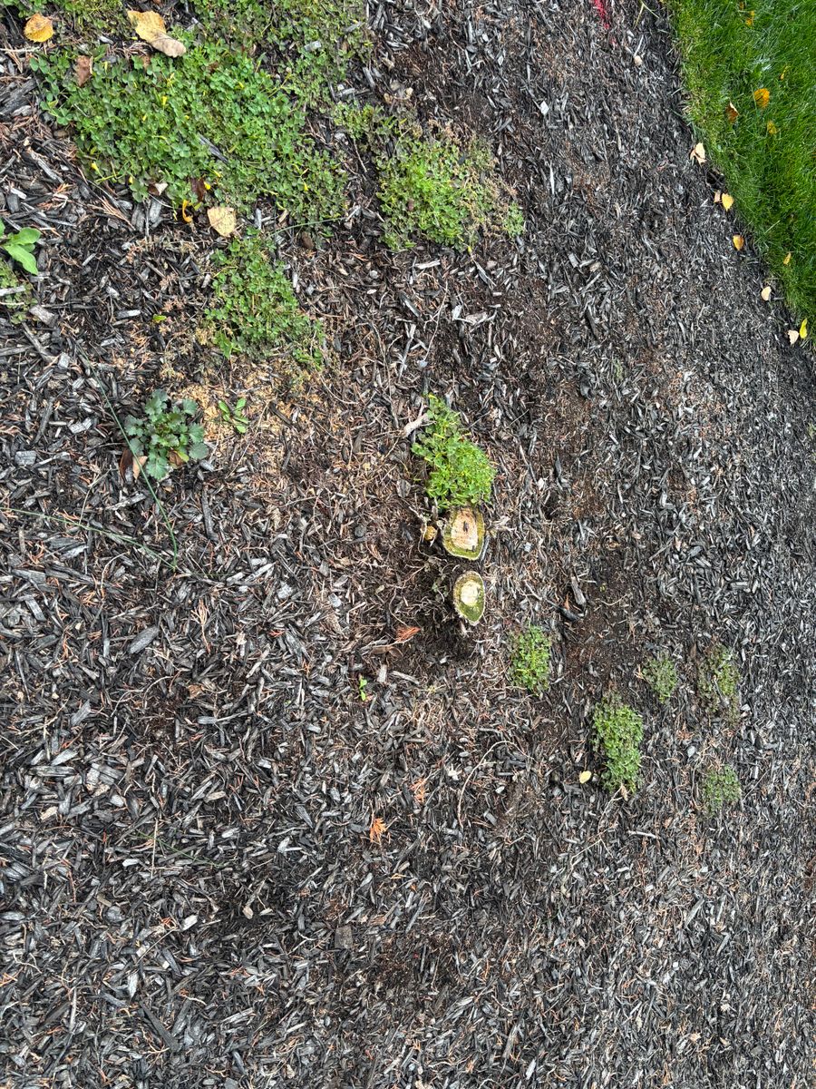 Stump Removal for Conrad's Stump Removal in Columbus, IN