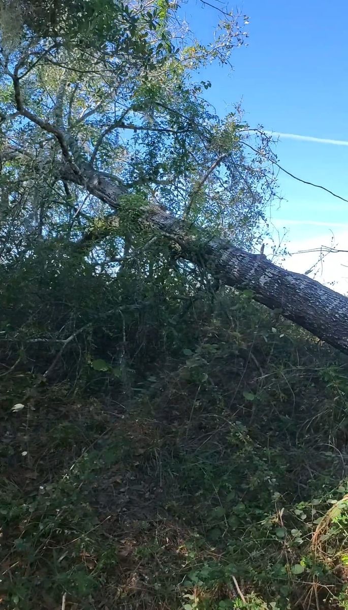 Tree Removal for Regal Tree Service and Stump Grinding in Wauchula, FL