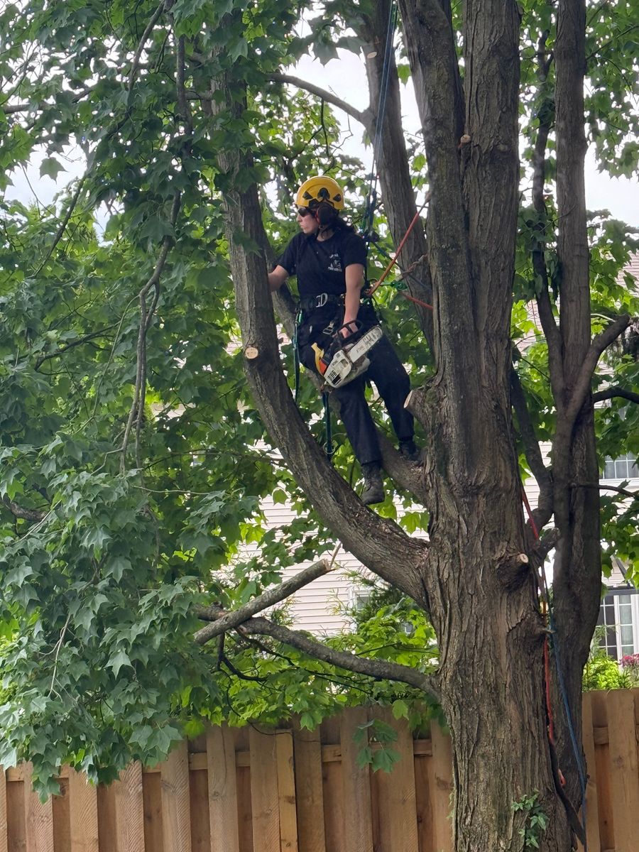 Tree Trimming for Down To Earth Tree Service, LLC in Westlake, OH