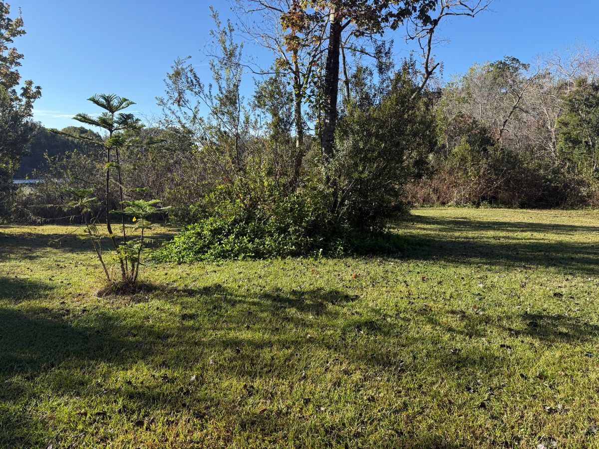 Tree Pruning for Amerigrown Tree And Lawn in Apopka, FL