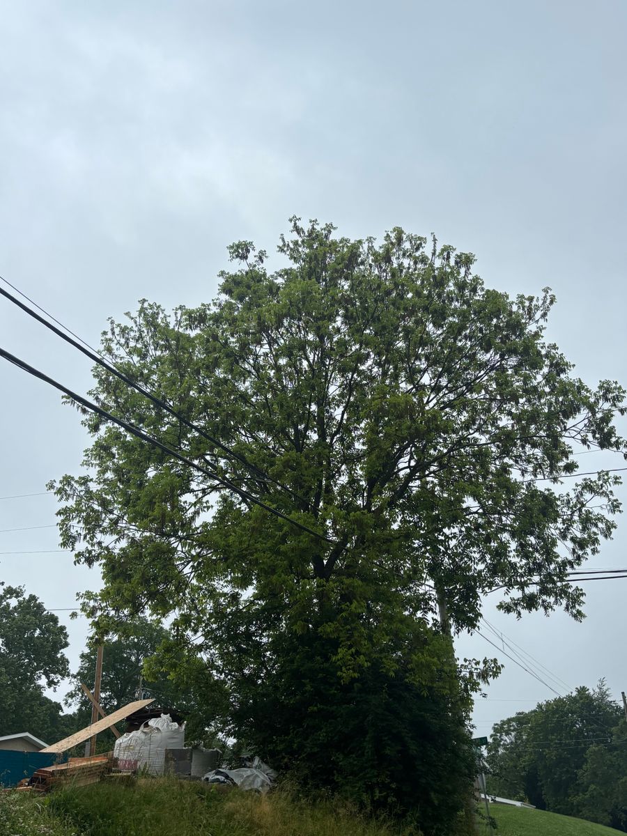 Tree Removal for SEALY TREE and LAWN in Cleveland, TN