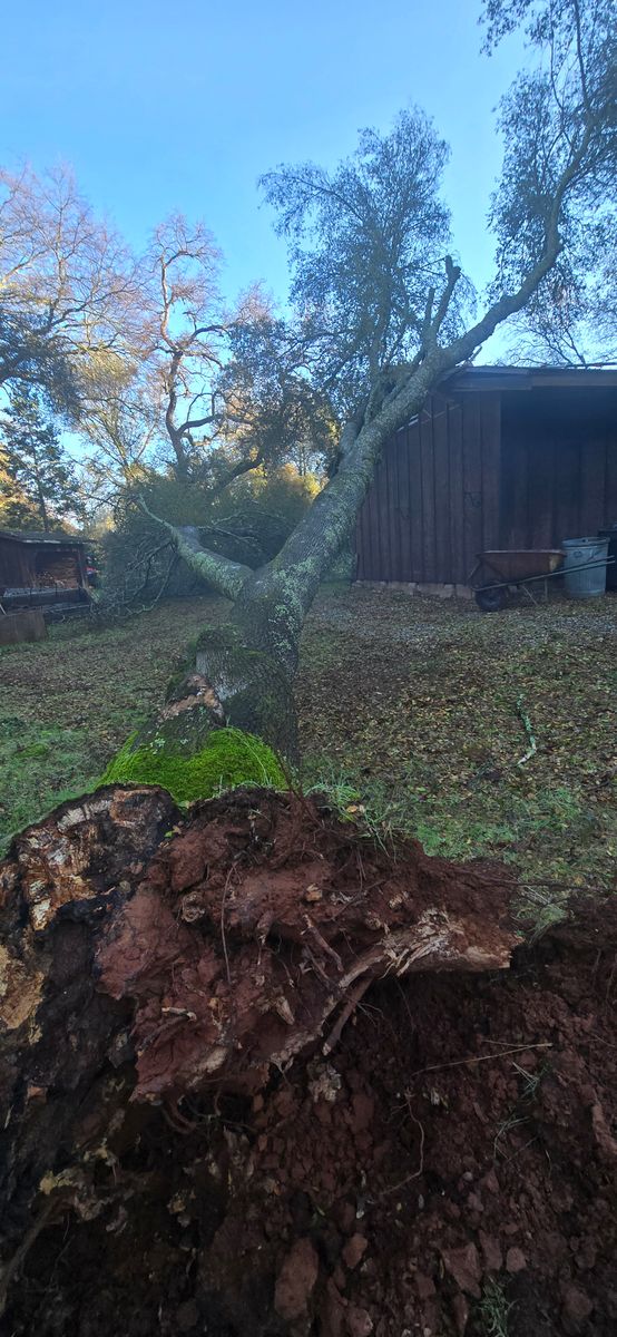 Storm Damage for George Staddan's Professional Tree Care in Placerville, CA