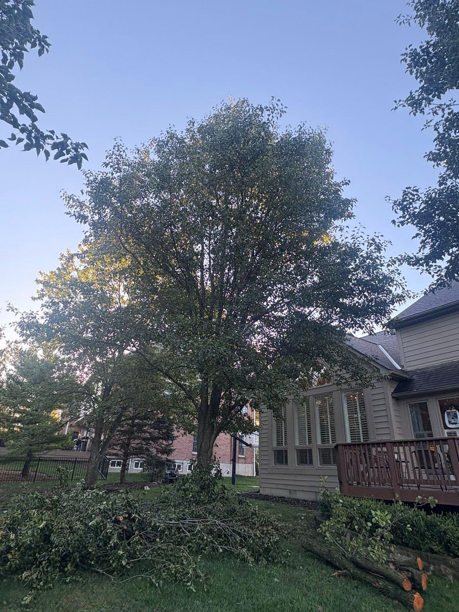 Tree Trimming for Dig-It Tree Company in Mason, OH