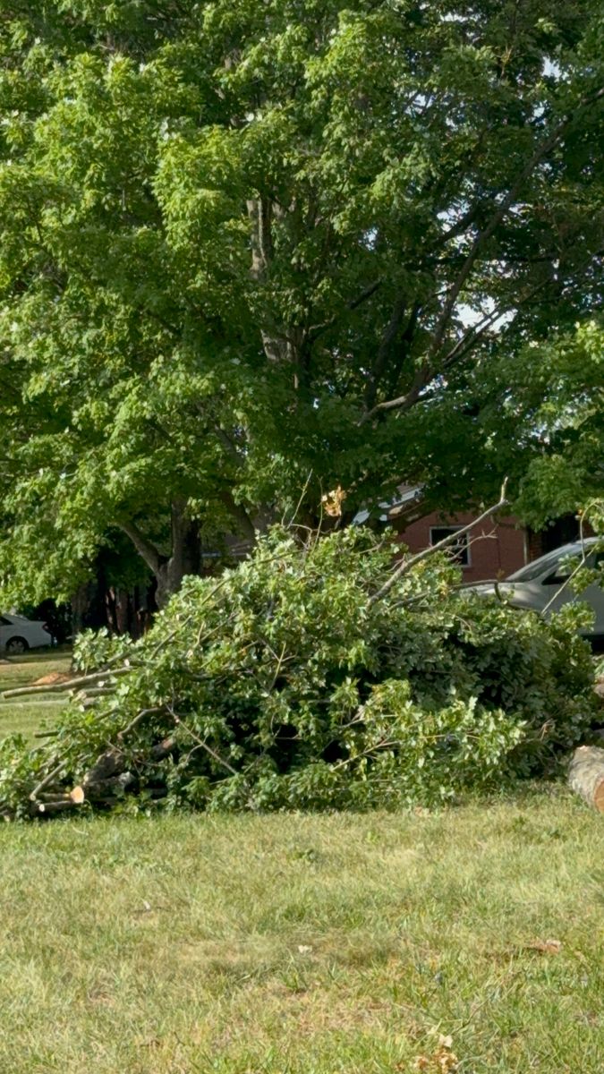 Tree Removal for Lanes Outdoor Solutions in Lexington, NC