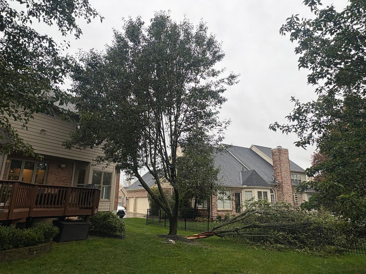 Tree Trimming for Dig-It Tree Company in Mason, OH