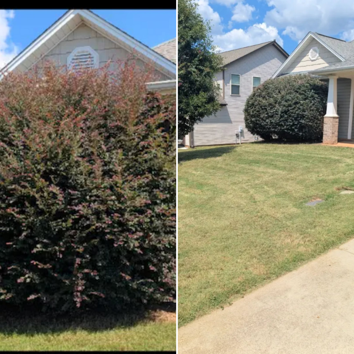 Shrub Trimming for Teacher Man Lawn Care in Easley, SC