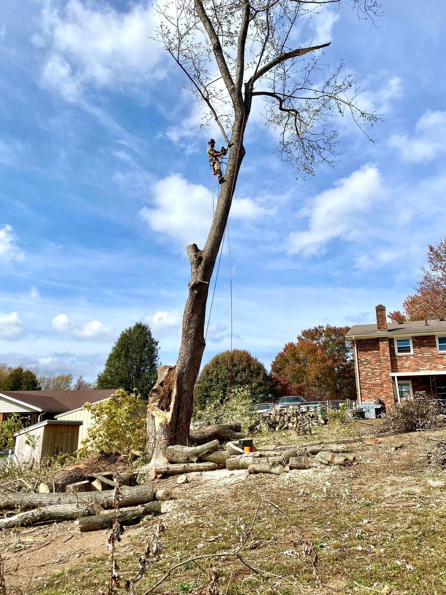 Tree Removal for Houtz Tree Service in Lexington, KY