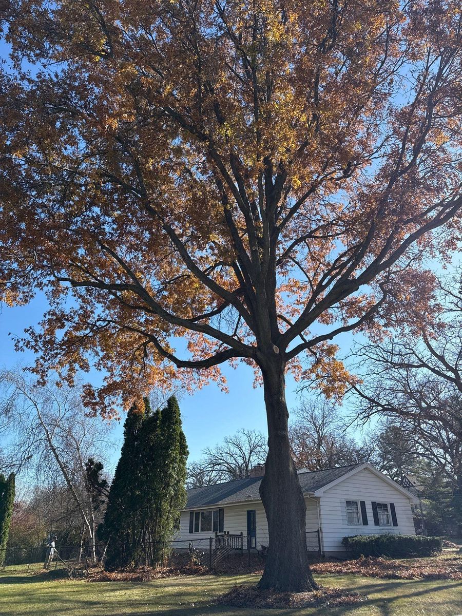 Tree Trimming for Fransen's Tree Service  in Freeport, IL