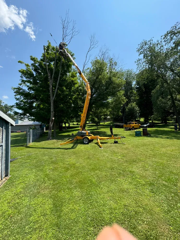 Tree Trimming for Licensed to Cut Tree Service in Athens, PA