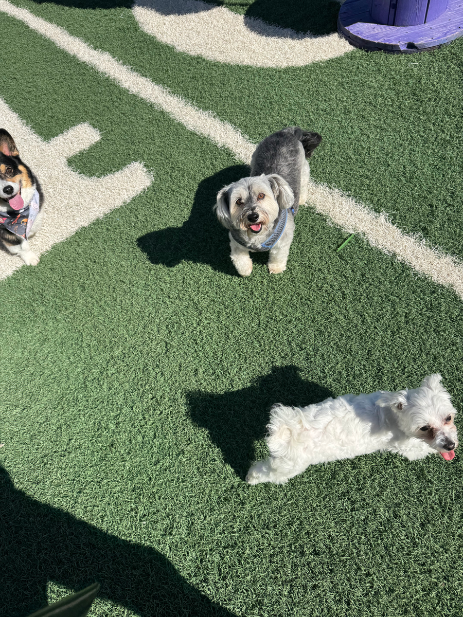 Full Service for Curbside Clips Mobile Grooming in Roachdale, Indiana