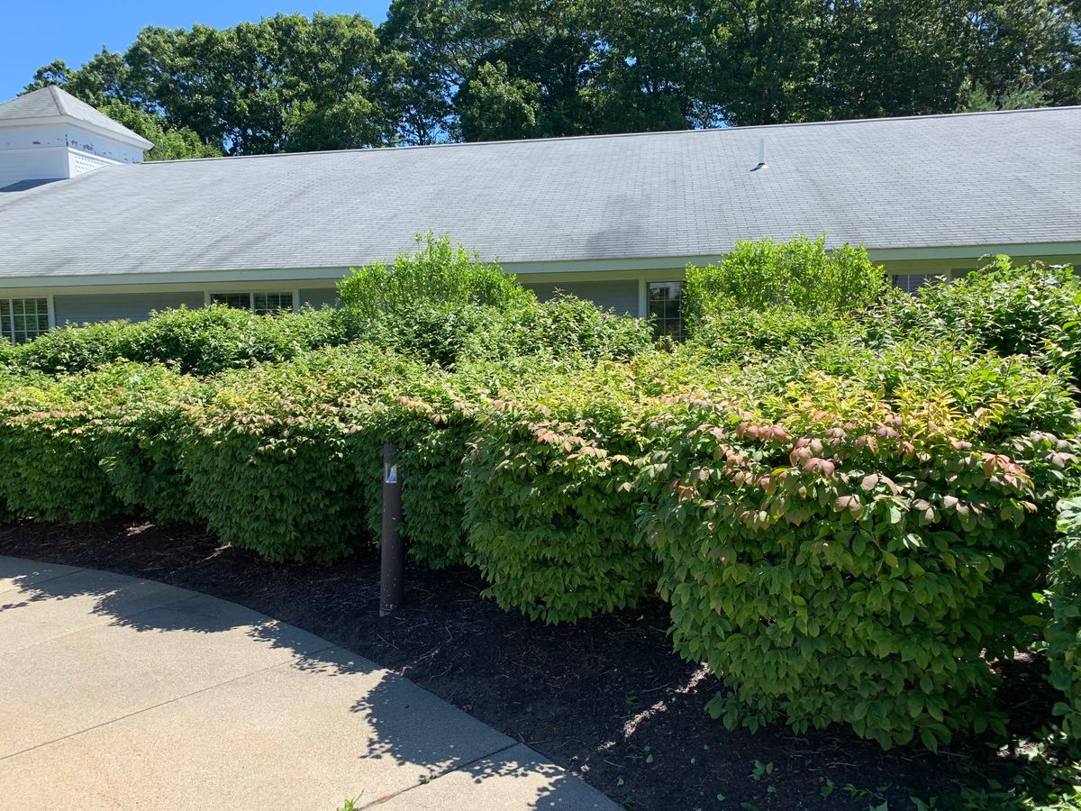 Hedge Trimming for Murray Mowing and More in Ashaway, RI