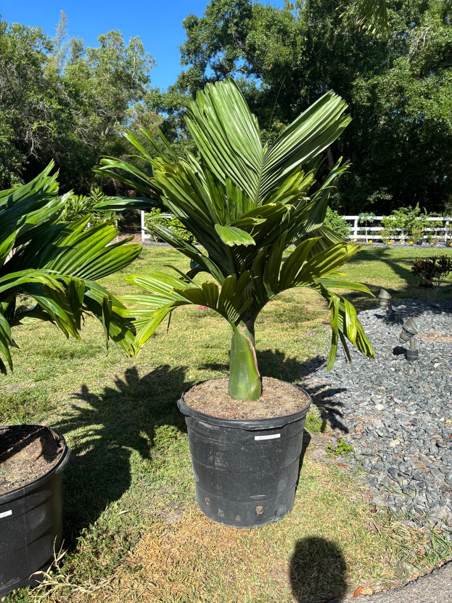 Plant Installation for Lawn Caring Guys in Cape Coral, FL