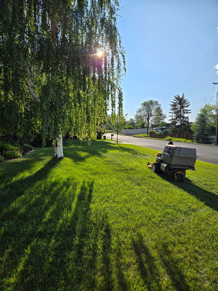 Small Tree Trimming (12 ft) for Eagle Bay Lawn & Landscape LLC in Helena, MT