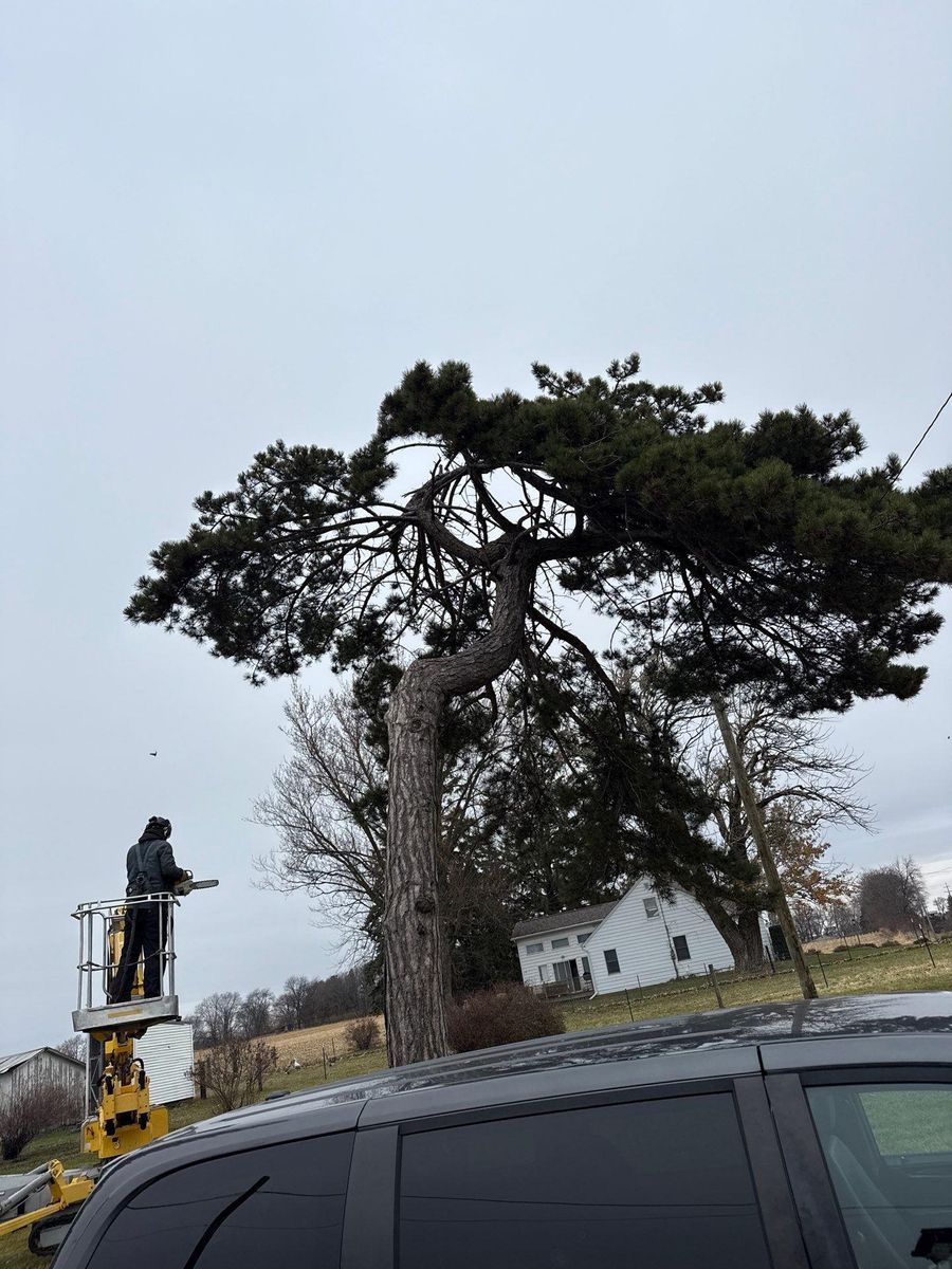 Tree Trimming for Fransen's Tree Service  in Freeport, IL