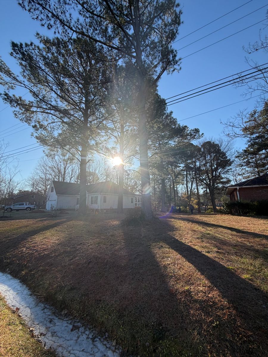 Tree Removal for Tidewater Tree Service in Chesapeake, VA