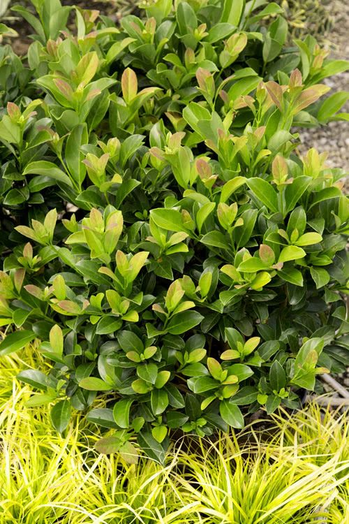 Landscape Installation for Atlas Land Design in Creekside Park, TX