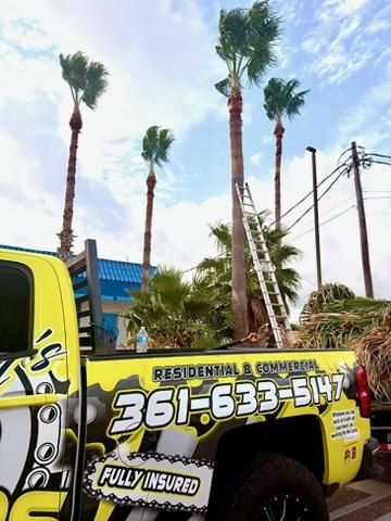 Tree Trimming for Johnnys Pro Cutters in Corpus Christi, TX