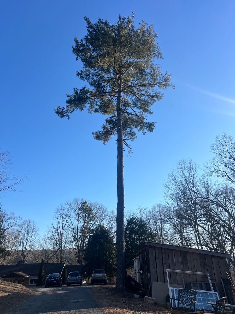 Hazard Trees for Ground To Sky Tree Care in Asheville, North Carolina