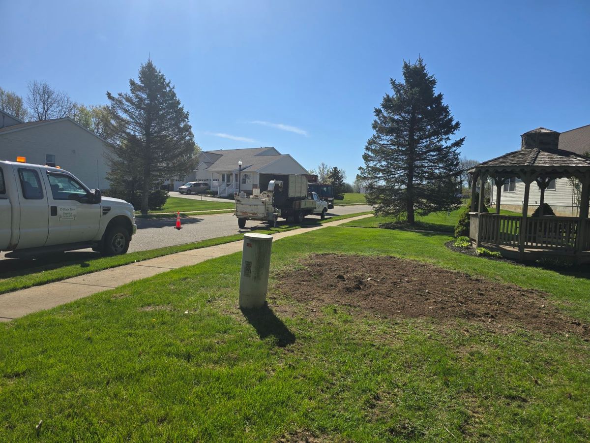 Stump Grinding for D Hale Tree Service in Ann Arbor, MI