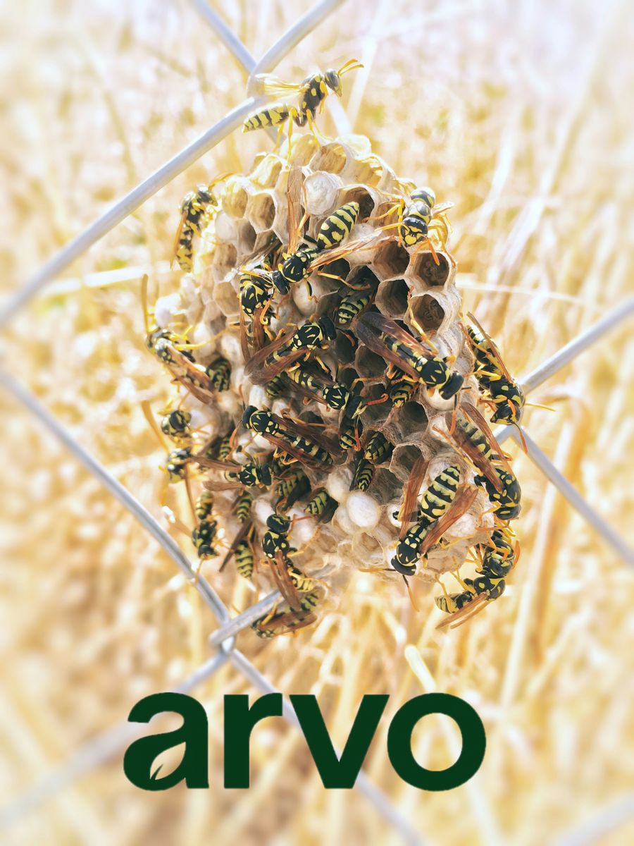 General Pest Control for Arvo Pest Control in Sandy, UT