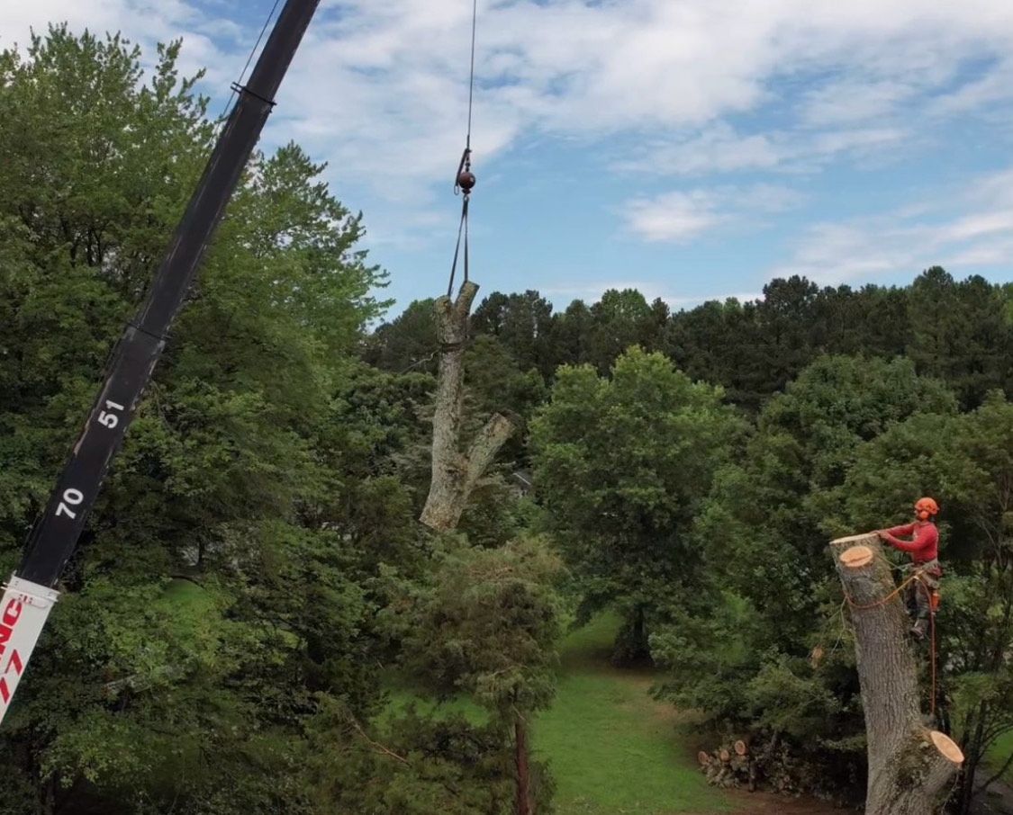 Tree Removal for Branch Out Tree Care LLC in Fredericksburg, VA