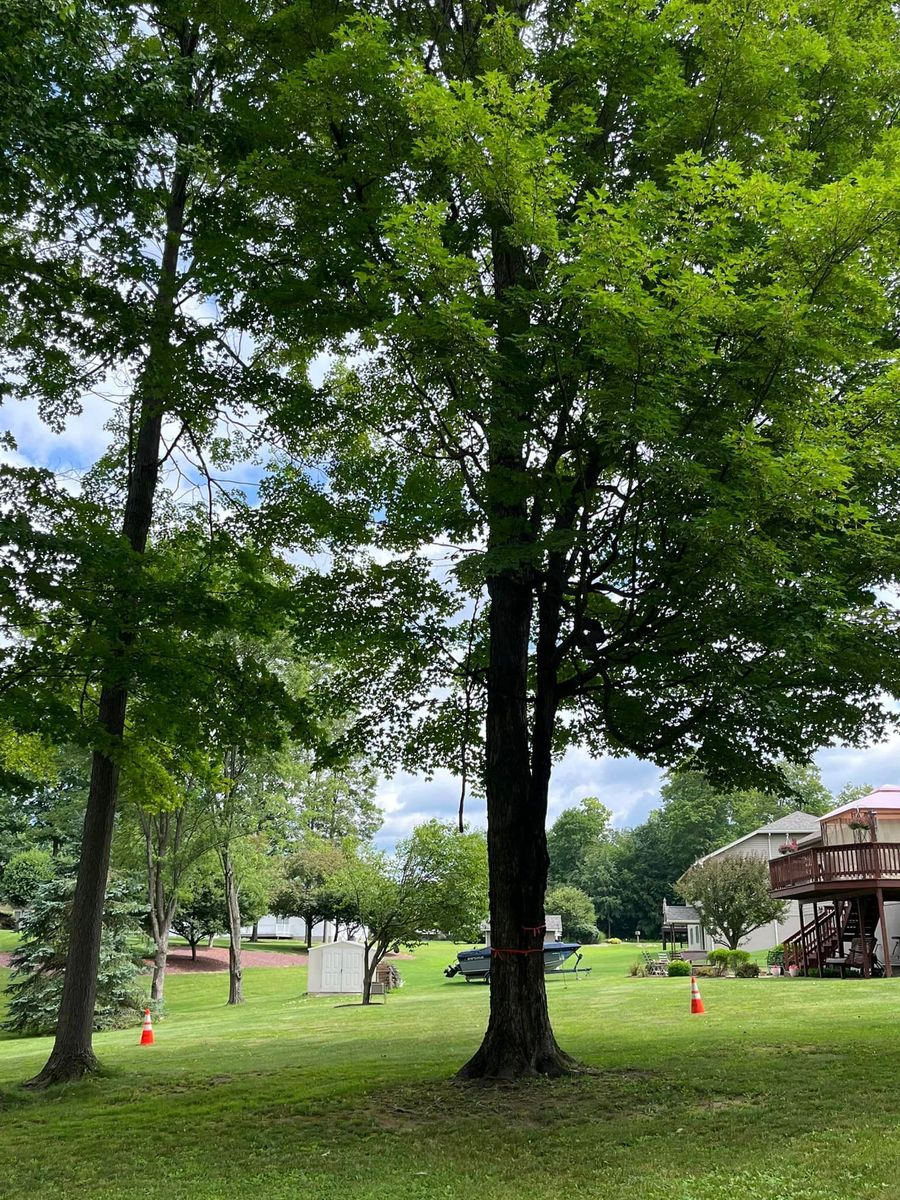 Tree Planting for J&E Tree & Excavation Services in Sandy, PA