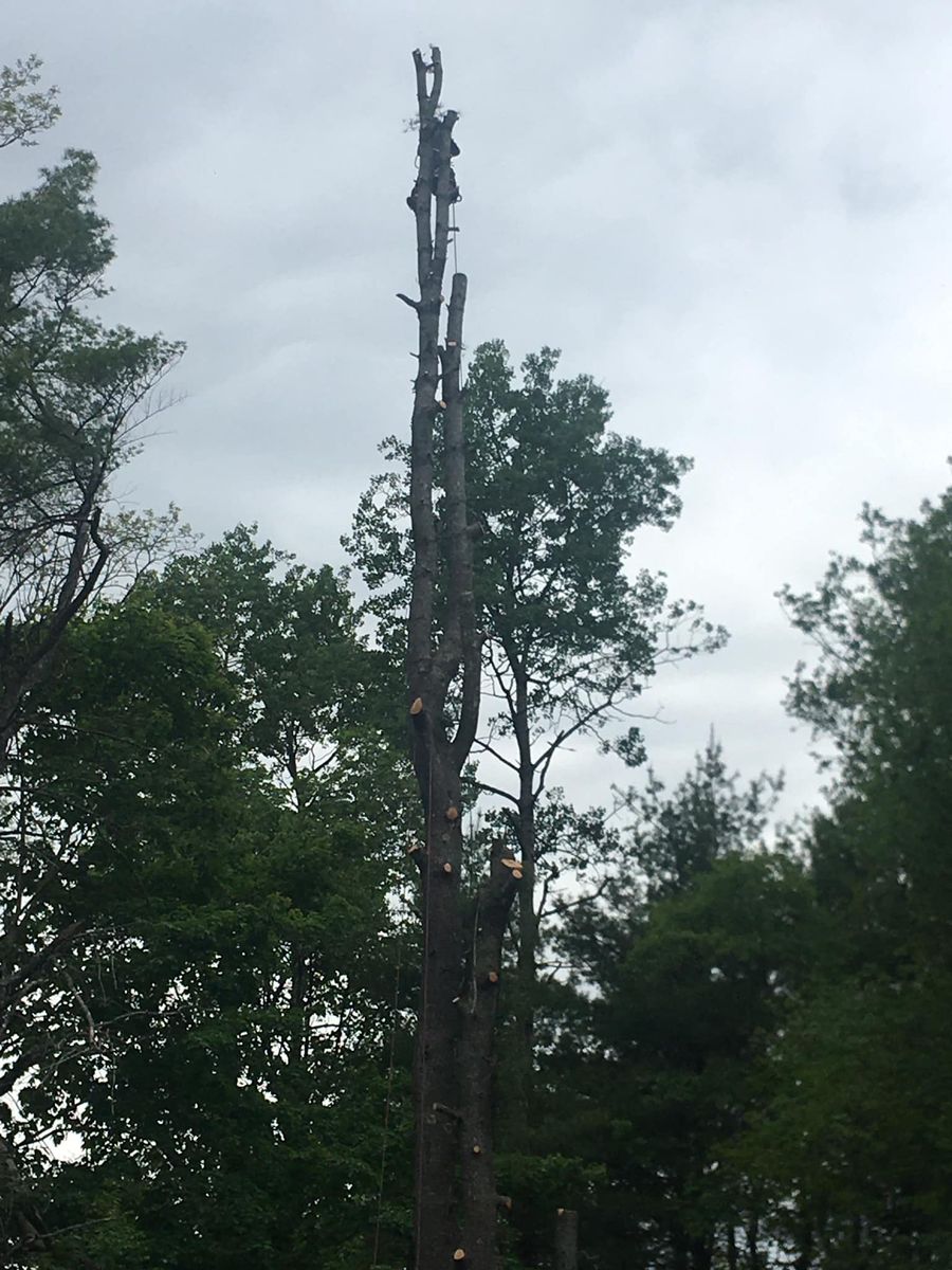 Tree Trimming for Green In Green Out Tree Services in Westbrook, ME