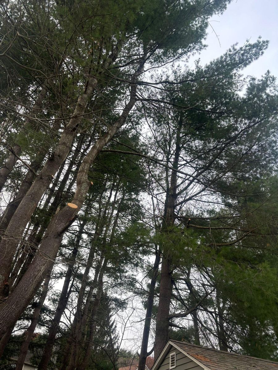 Tree Removal for T's Trees in Albany, NY