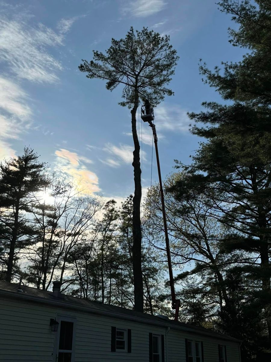 Tree Trimming for Robery's Tree Service in West Wareham, MA
