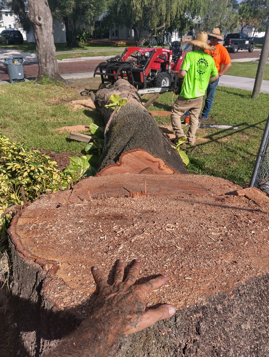 Storm Work for Bills Tree Service in Valrico, FL