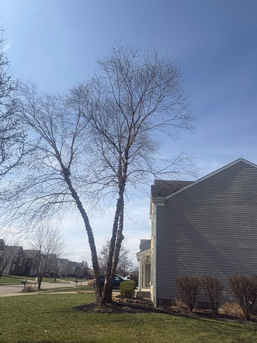 Tree Removal for Dig-It Tree Company in Mason, OH