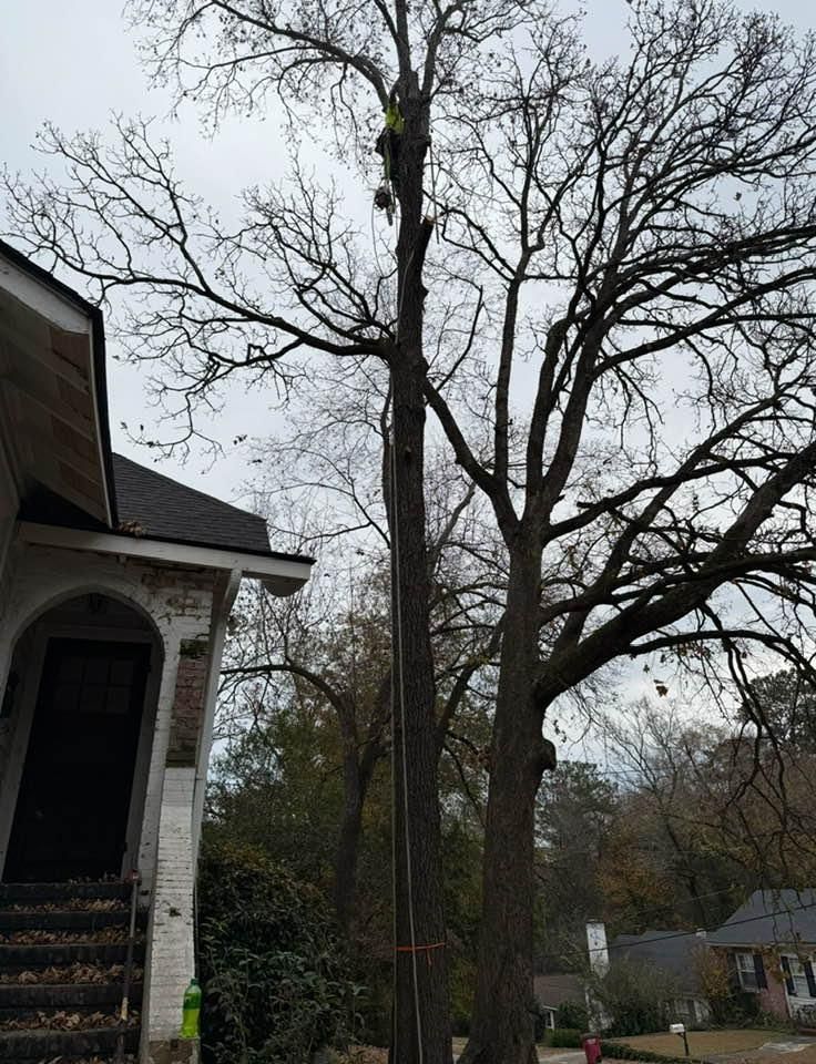 Tree Removal for T N L - Tree and Land Service in Reynolds, GA