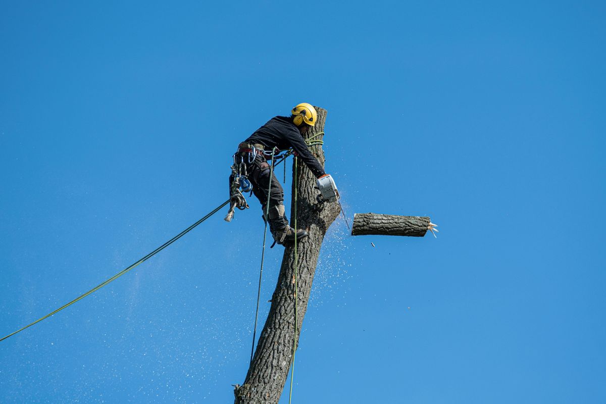 Tree Removal for Tree Amigos Tree Service in Ocala, Fl