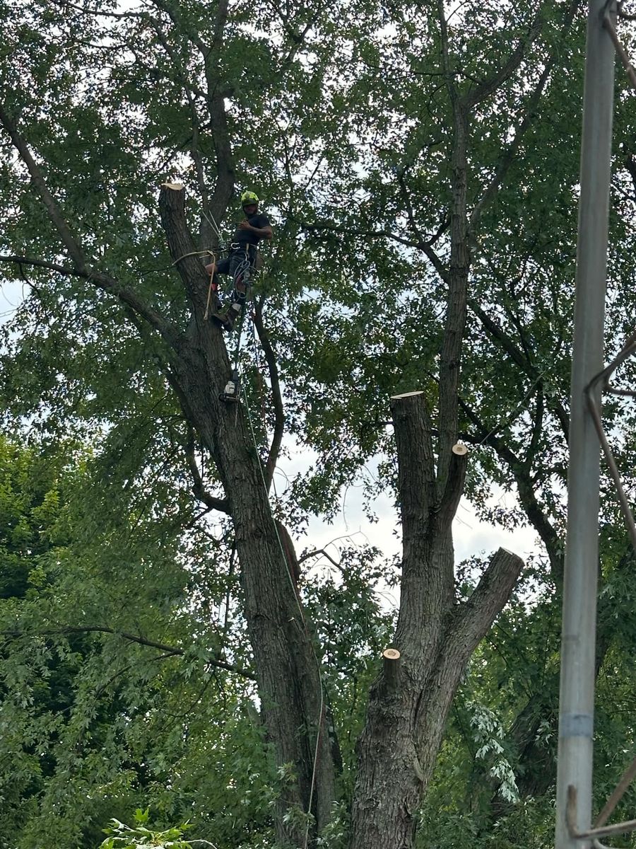 Tree Trimming for Foxworth Tree Service in Coloma,, MI