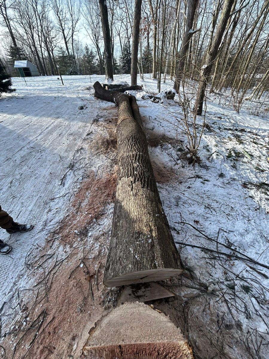 Clean Up for DC TREE in Vernon, CT