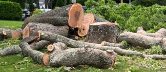 Stump Grinding & Removal for Brothers Tree Service in Burnsville, NC