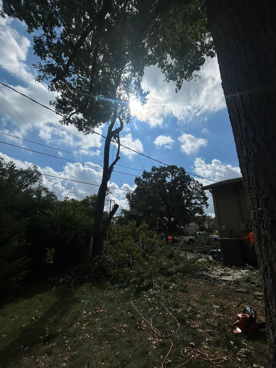 Tree Trimming for Cross Family Tree Service in Kearney, MO