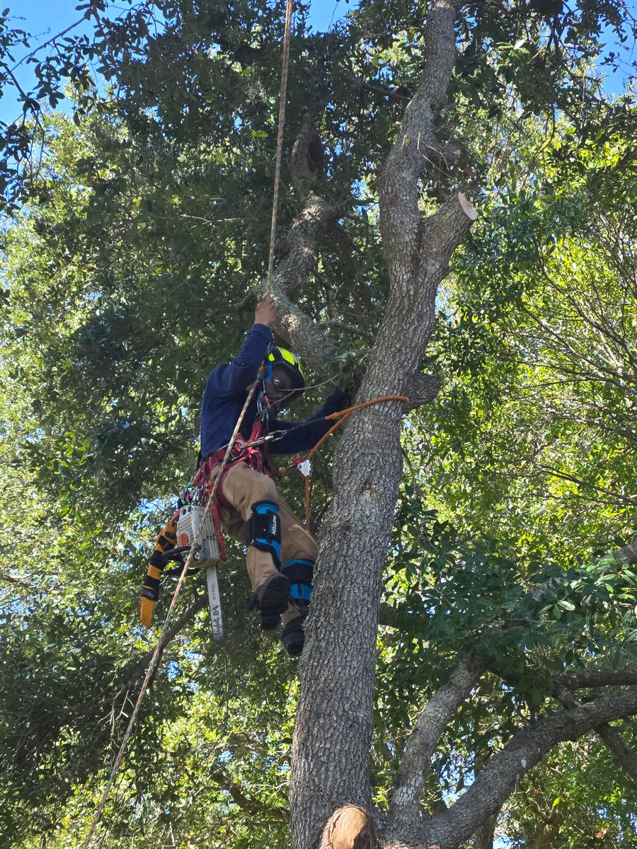 Tree Removal for Near Me Tree Service, Inc. in DeLand, FL